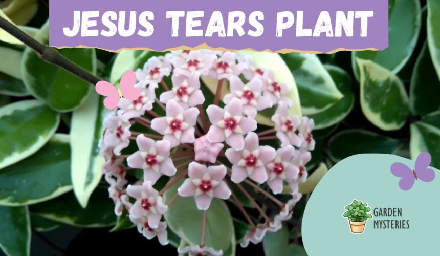 Jesus Tears Plant - wax