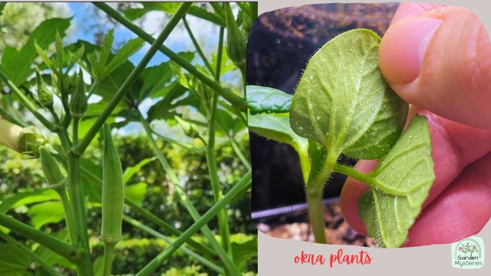 okra plants 