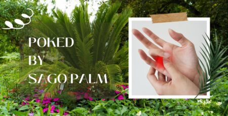 Poked by sago palm