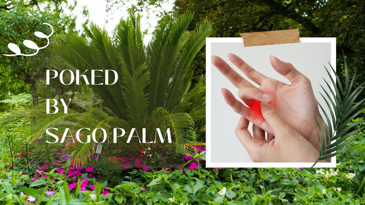 Poked by sago palm