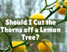 prune lemon trees