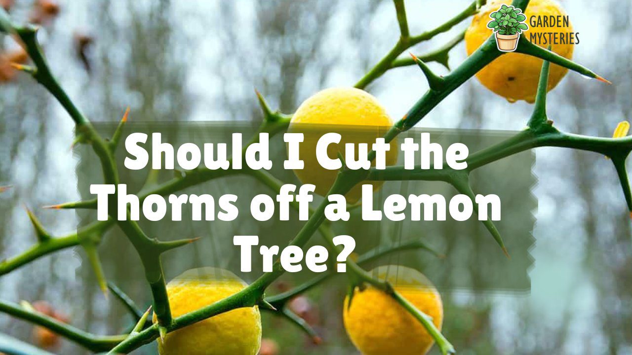 prune lemon trees