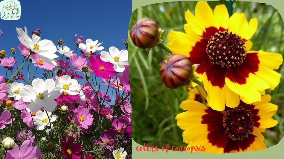 differences between Coreopsis and Cosmos