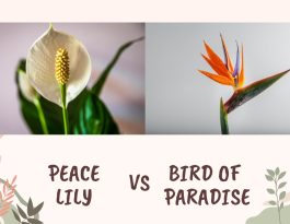 The Peace Lily