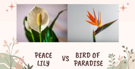 The Peace Lily