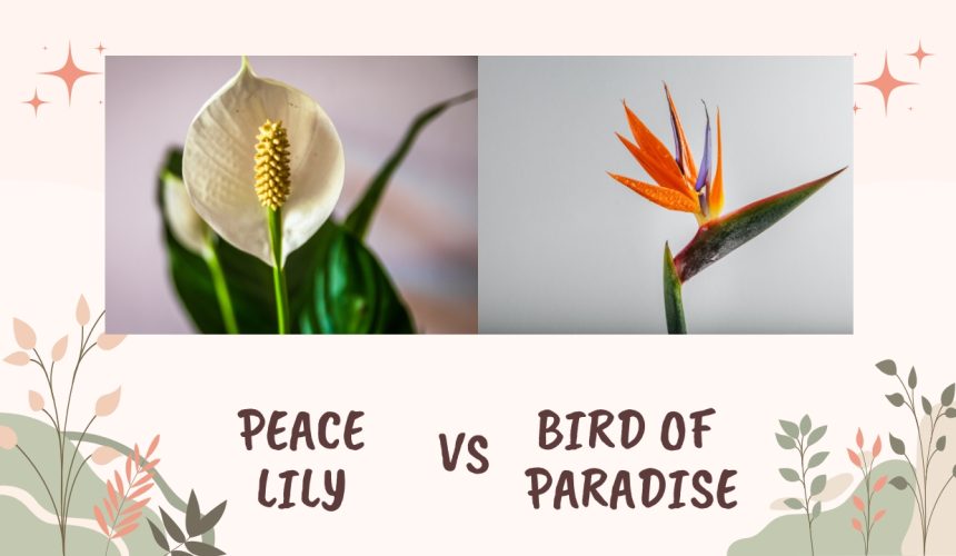 The Peace Lily