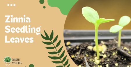 Zinnia seedling leaves Garden