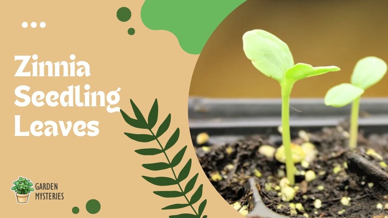 Zinnia seedling leaves Garden