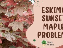 eskimo sunset maple problems