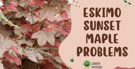 eskimo sunset maple problems