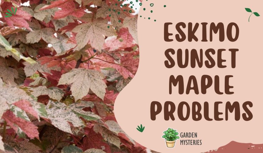 eskimo sunset maple problems