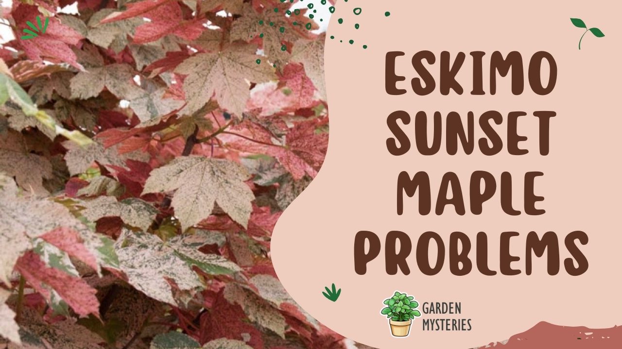 eskimo sunset maple problems