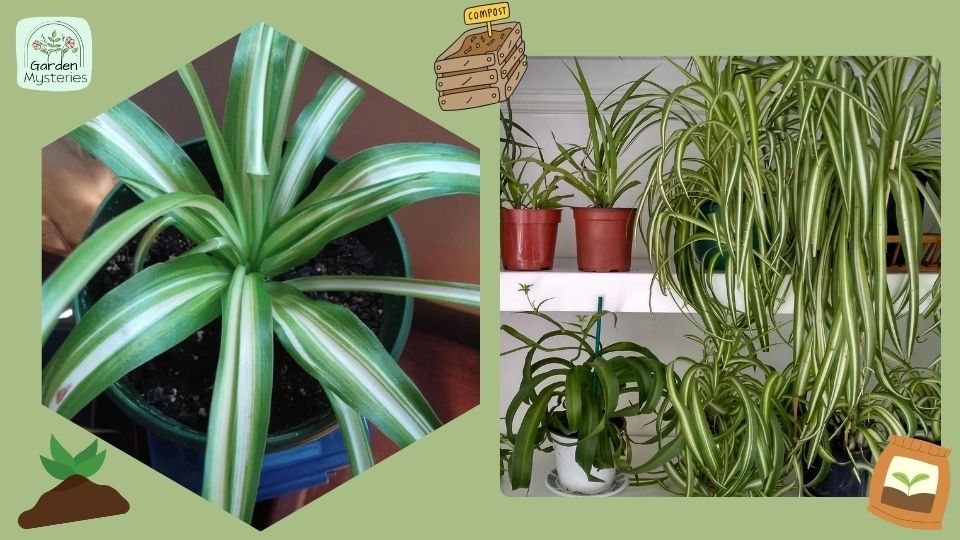 varieties of spider plant