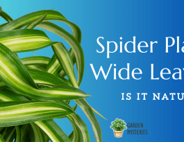 Spider Plant Wide Leaves