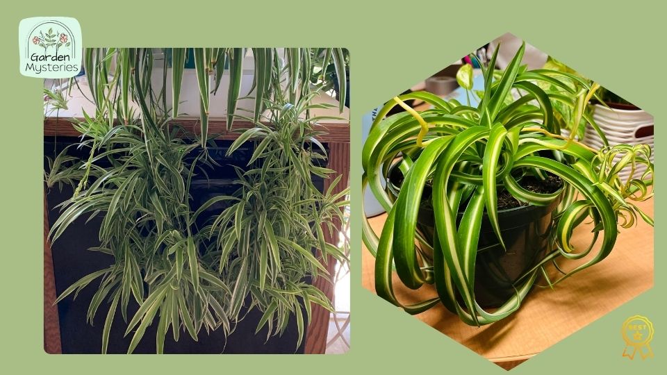 How big are the leaves on a spider plant