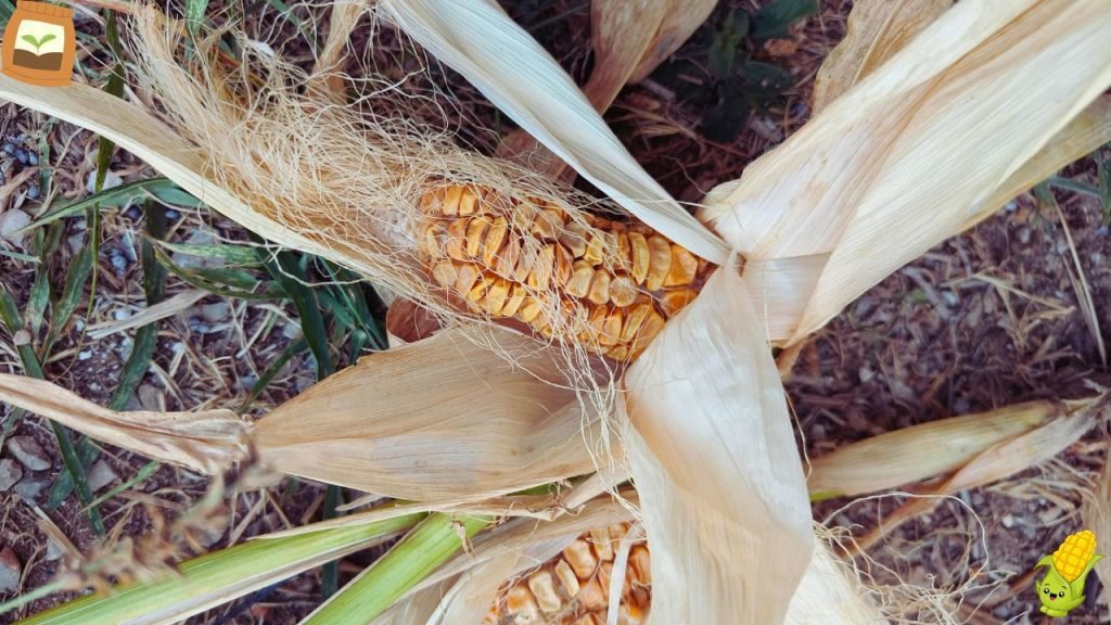 is 10 10 10 fertilizer good for corn fertilization schedule