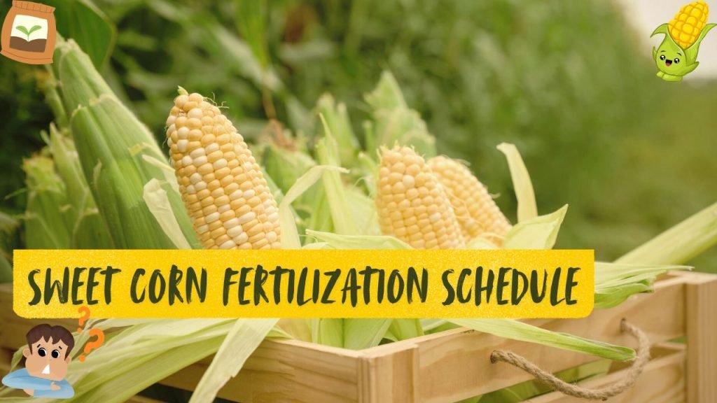 Corn fertilizer recommendations