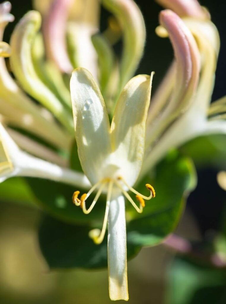 honeysuckle attracting pollinators