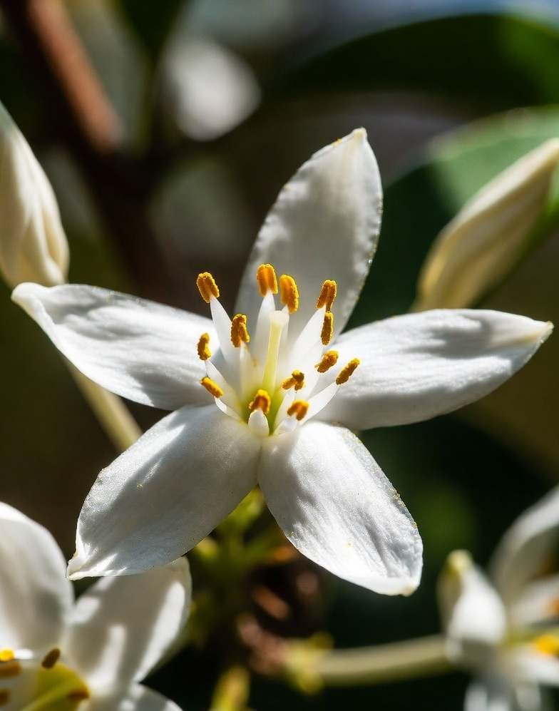 jasmine flower fragrance