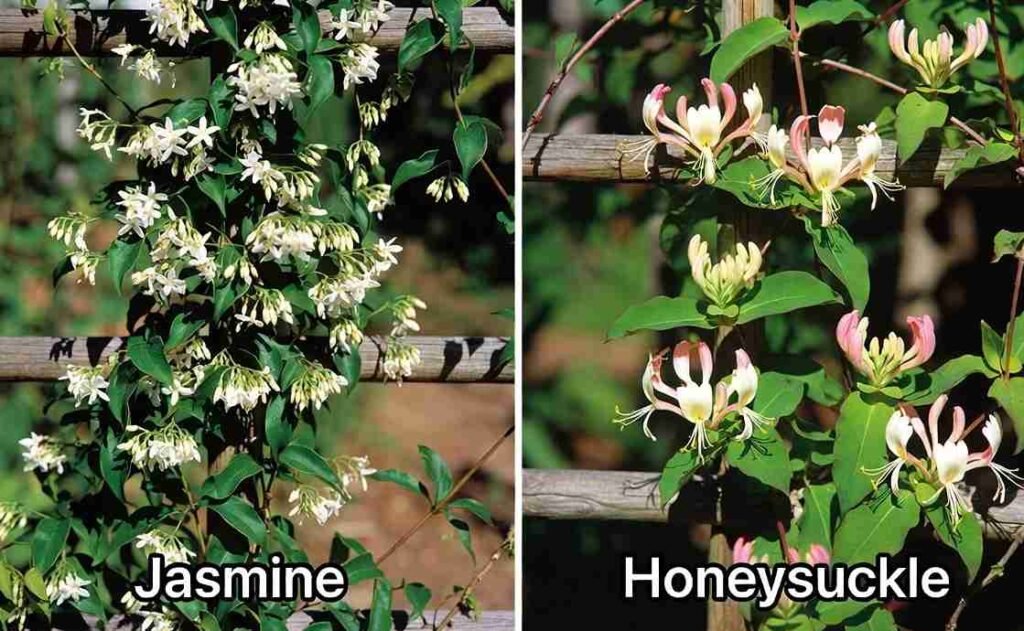 jasmine vs honeysuckle climbing plant