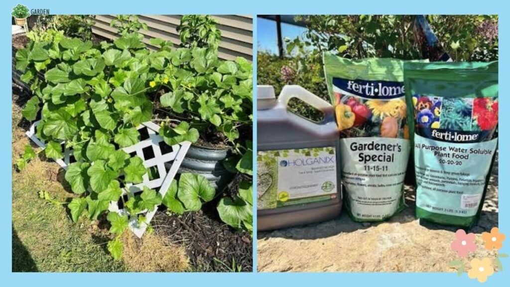 Fertilizers for Vegetables