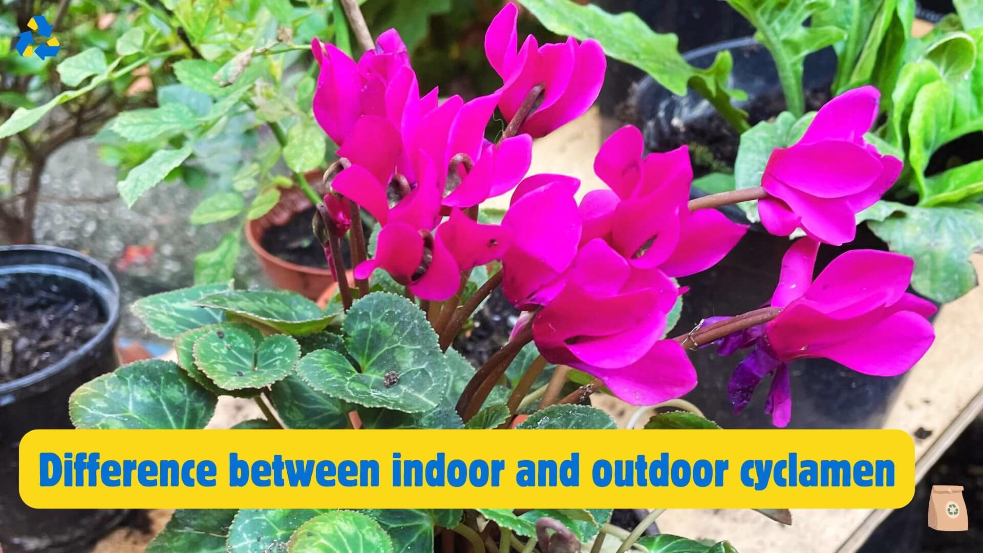 Difference Between Indoor and Outdoor Cyclamen