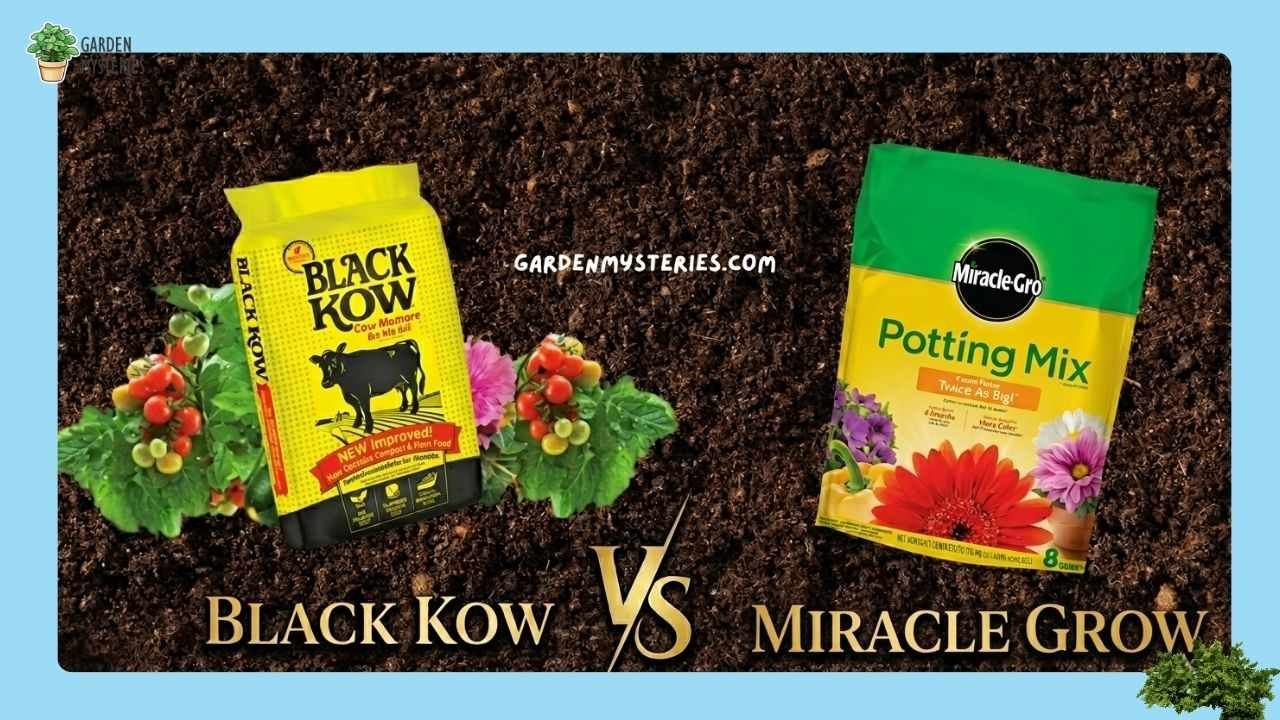 Black Kow Vs Miracle Grow