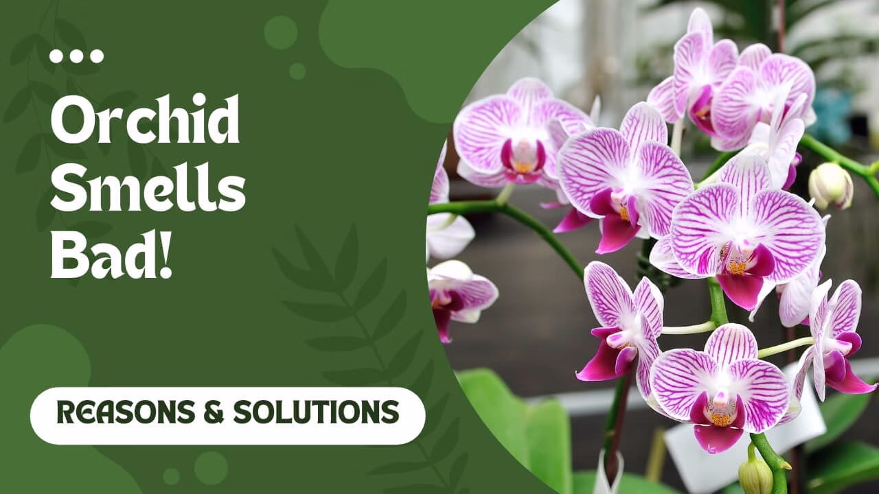orchid smells bad