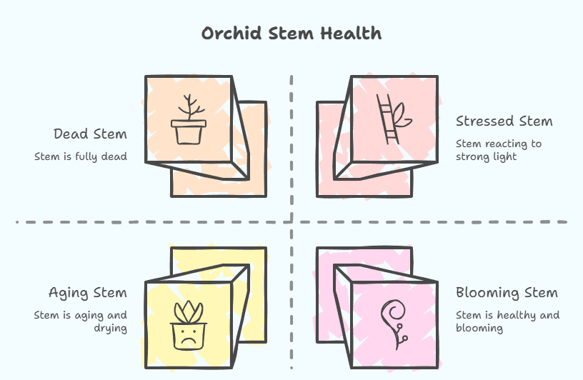 Orchid Stem Turning Pink