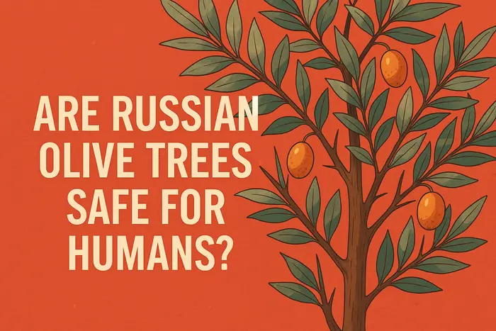 Are Russian olive thorns poisonous'