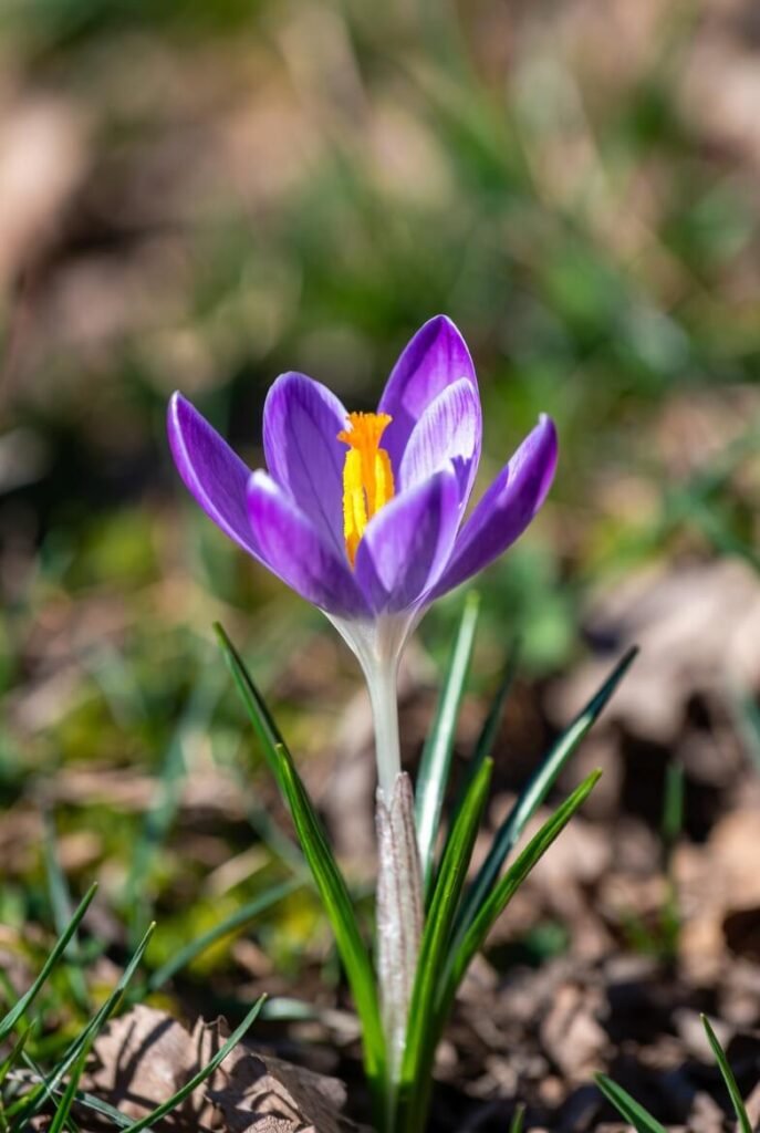 Crocus flower