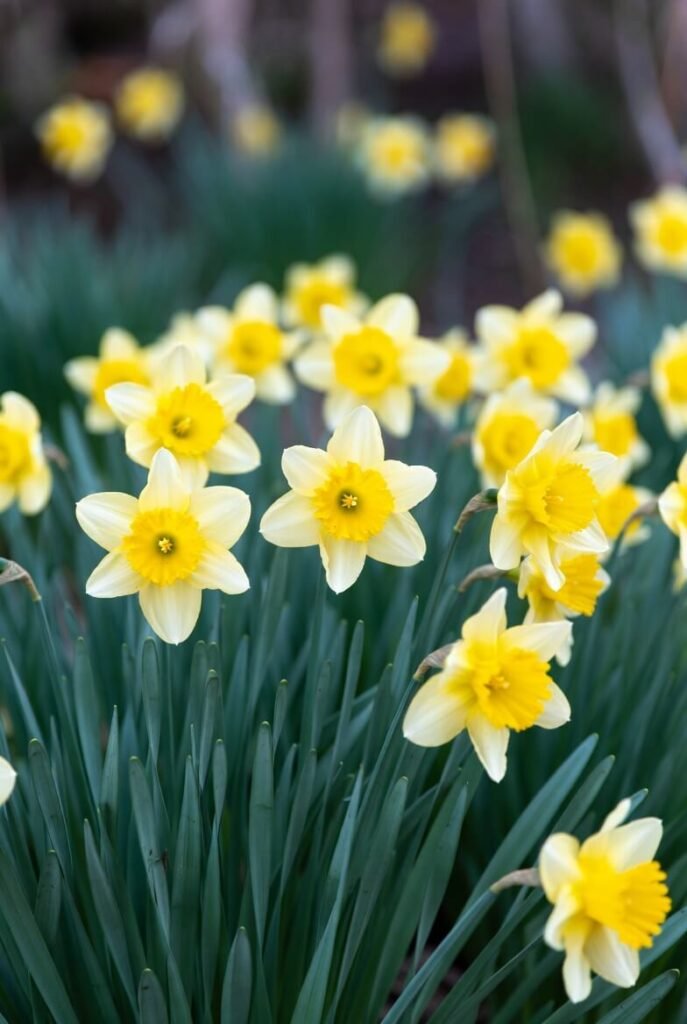Daffodils (Narcissus)