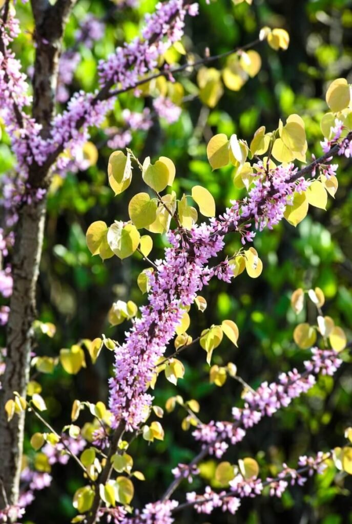 Eastern Redbud (Cercis canadensis) FL