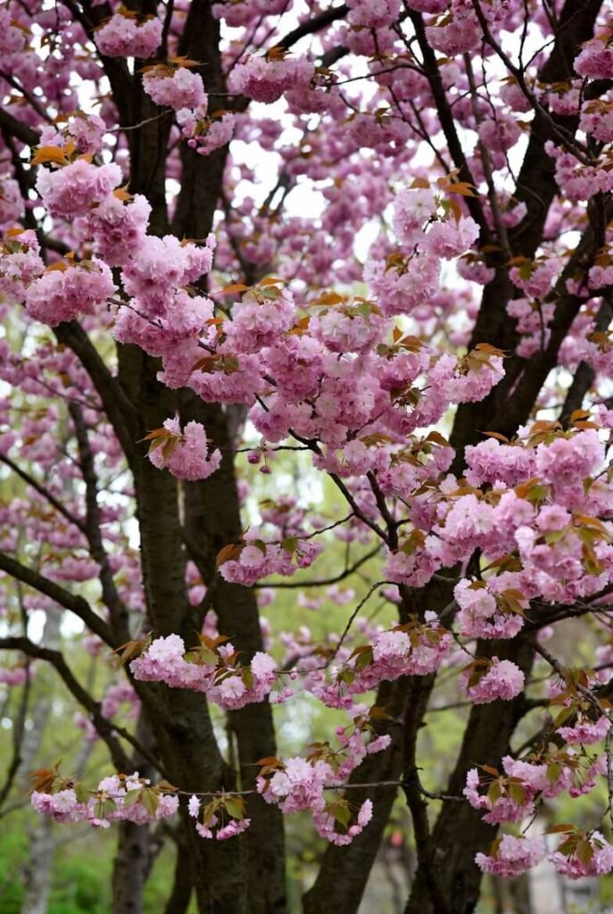 Ornamental Cherry Trees NJ