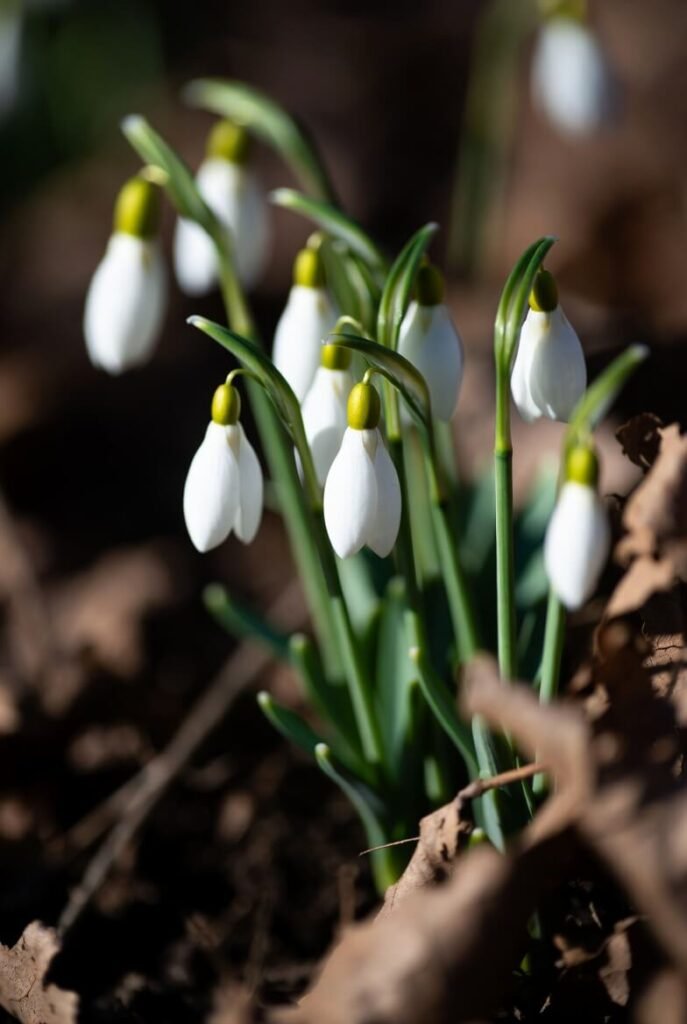 Snowdrops (Galanthus) usa