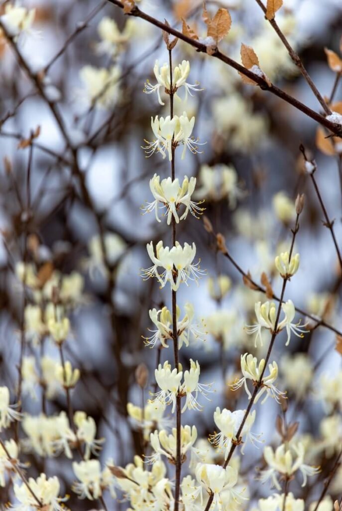 Winter Honeysuckle (Lonicera fragrantissima)