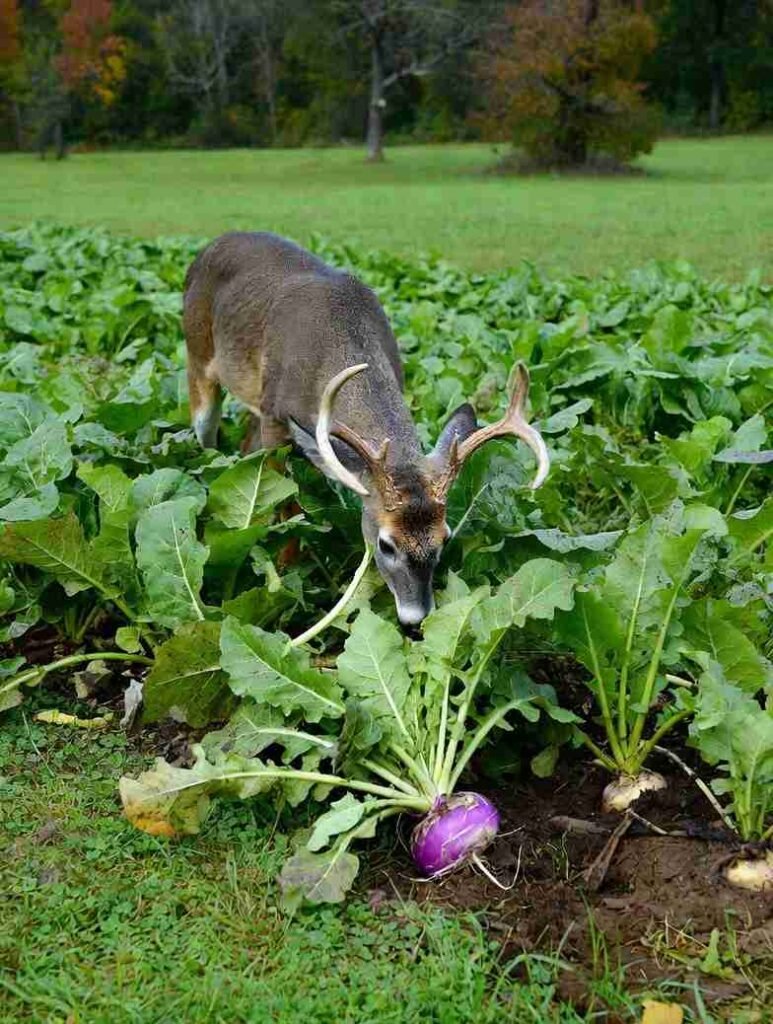 Best Brassicas for Deer Turnips, Radishes, Kale & Rape