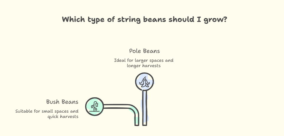 How to Grow String Beans Easily