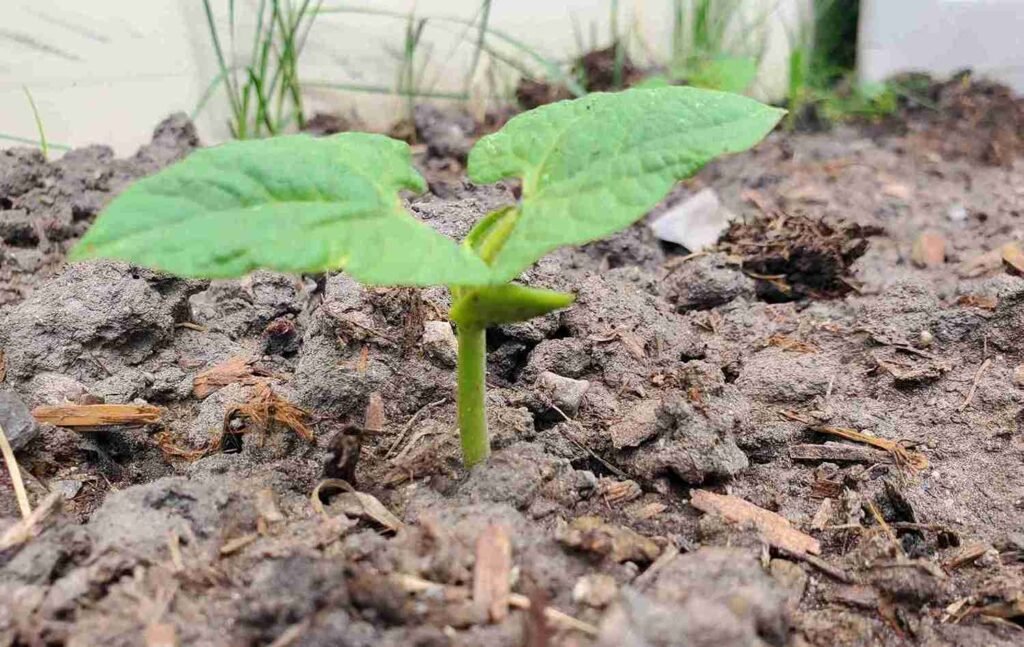 bush and Pole Bean Gardening