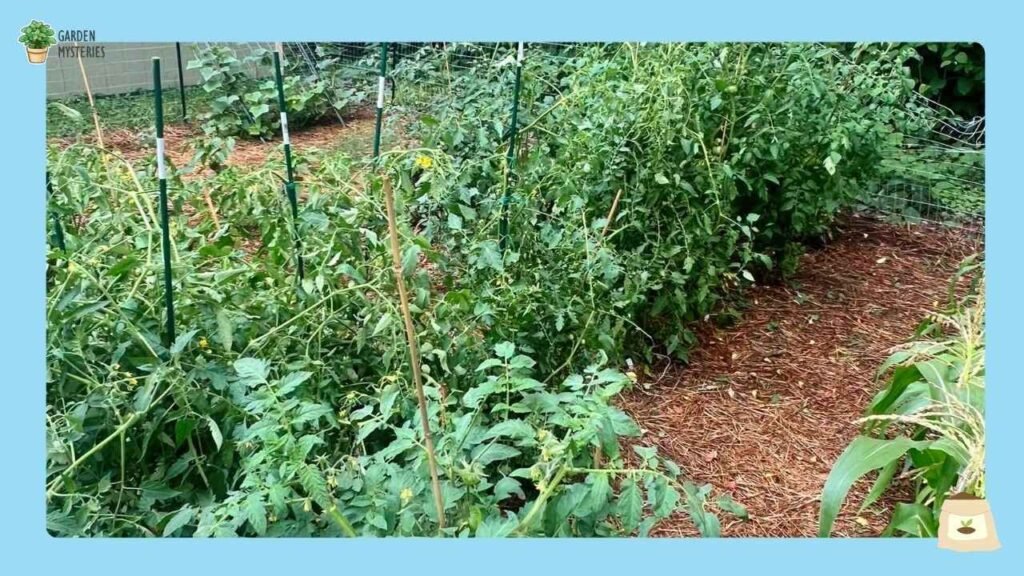 Top Compost for tomatoes
