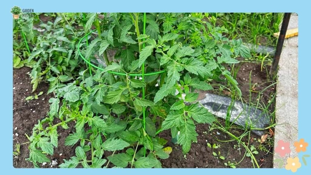 My Experience Using Compost