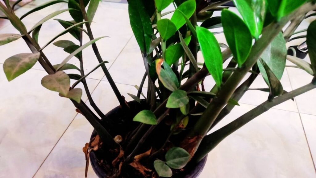 Trigger New ZZ Plant Shoots