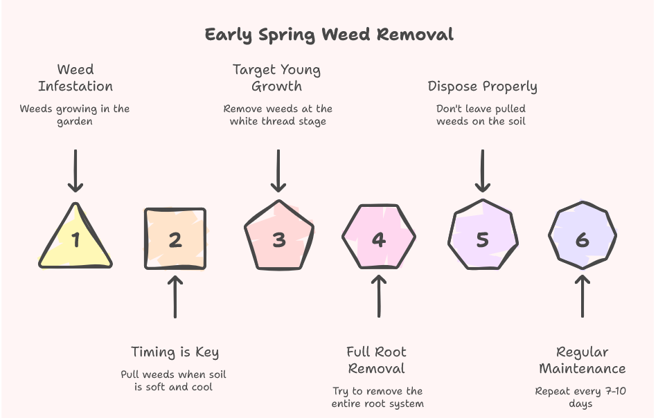Early Spring Weeds remove