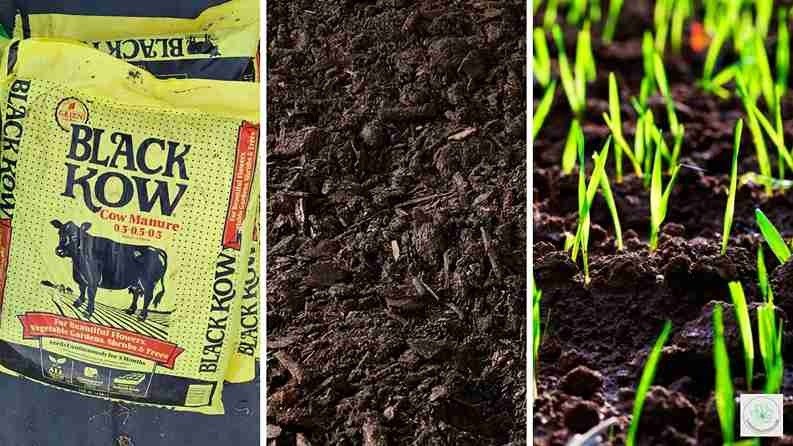 Black Kow manure vs Earthgro Compost
