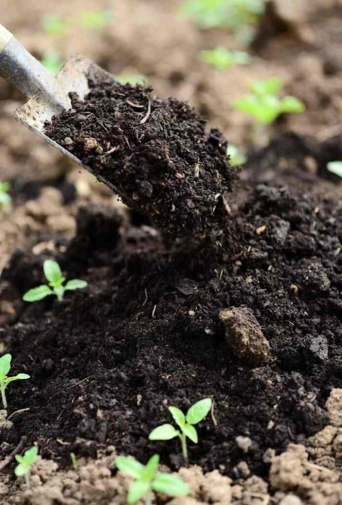 Compost for vegetables & Tomatoes Explained