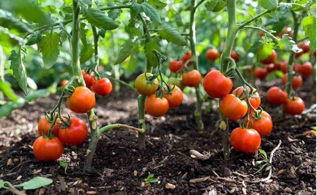Compost for Cherry Tomatos