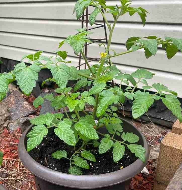 cherub tomato plant in bucket or pot