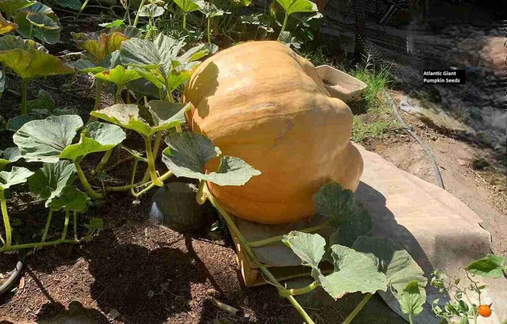 Atlantic Giant Pumpkin Seeds