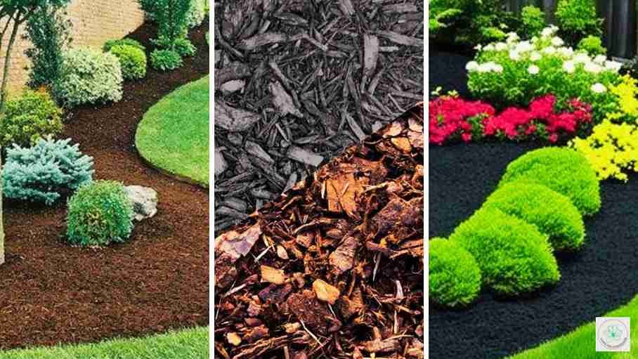 Black Mulch vs Brown Mulch