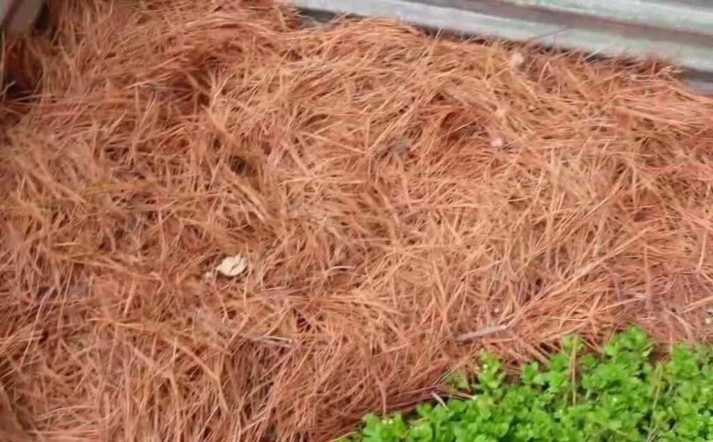 Pine Needles mulch